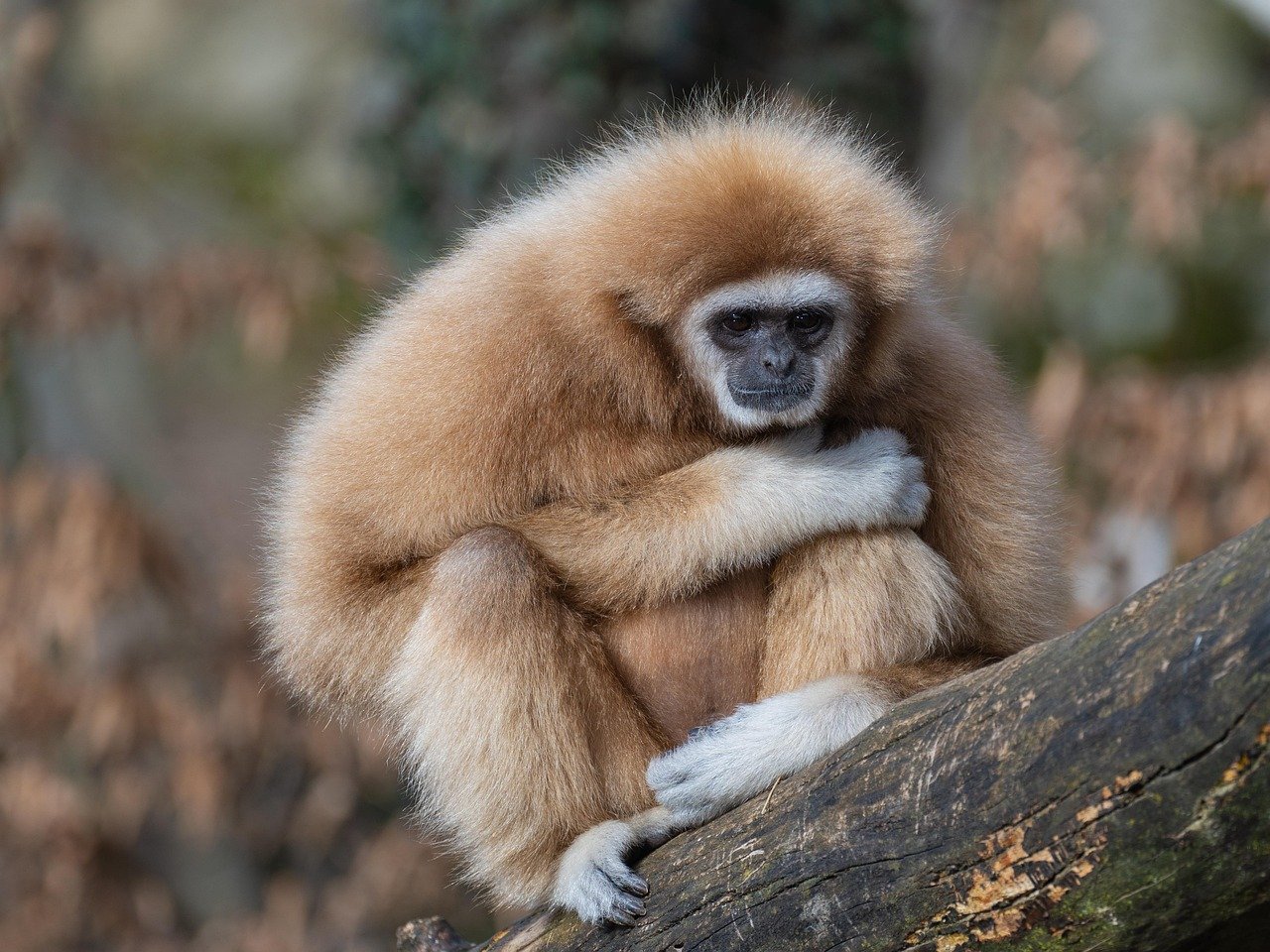gibbon, ape, mammal, primate, wildlife, zoo, zoo salzburg, mammal, wildlife, wildlife, wildlife, wildlife, wildlife, zoo, zoo